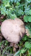 Entoloma vindobonense