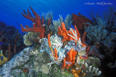 Amphimedon compressa