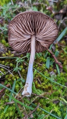 Entoloma vindobonense