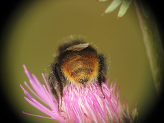 Bombus wurflenii
