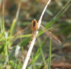 Crocothemis erythraea