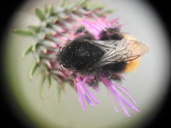 Bombus wurflenii
