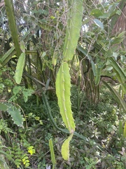 Selenicereus undatus