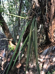 Trichocentrum brachyphyllum