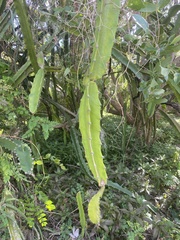 Selenicereus undatus