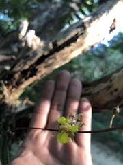 Trichocentrum brachyphyllum