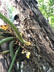 Trichocentrum brachyphyllum