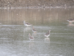 Calidris pugnax