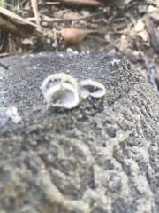 Fungi