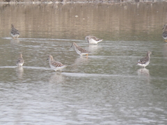 Calidris pugnax