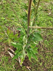 Verbesina microptera