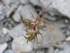 Poa alpina
