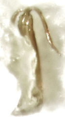 Anzygina agni