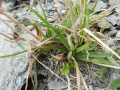 Poa alpina