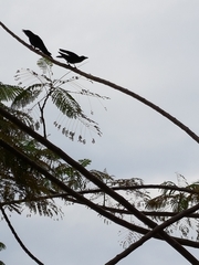 Corvus splendens