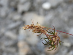 Poa alpina