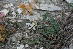 Astragalus demetrii
