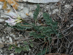 Astragalus demetrii