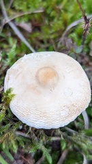 Lepiota erminea