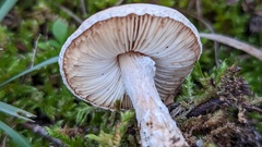 Lepiota erminea