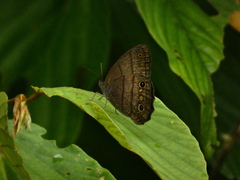 Yphthimoides renata