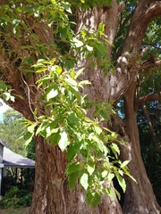 Catalpa longissima