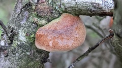 Fomitiporia hippophaeicola