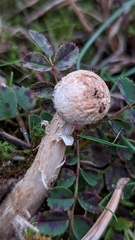 Tulostoma kotlabae