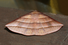 Sarcinodes reductatus