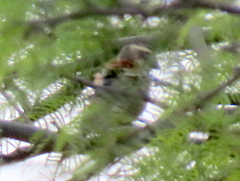 Passer melanurus melanurus