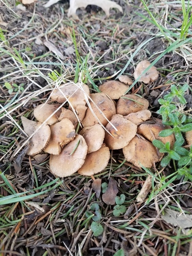 Hebeloma excedens