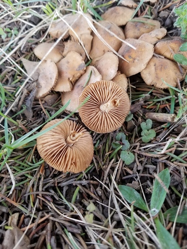 Hebeloma excedens (Photo 2 of 5)
