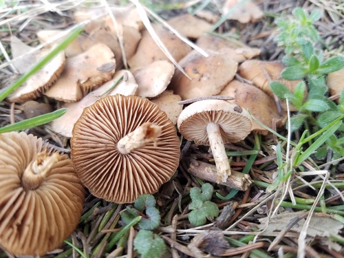 Hebeloma excedens (Photo 3 of 5)