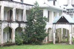 Persea americana