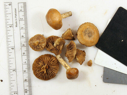 Hebeloma excedens (Photo 4 of 5)