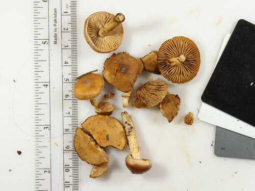 Hebeloma excedens (Photo 5 of 5)