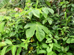 Cecropia peltata