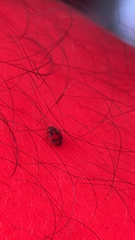 Novius cardinalis