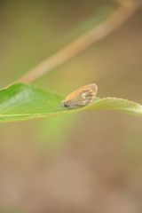 Coenonympha glycerion