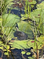 Pseudemys peninsularis