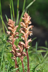 Orobanche lutea