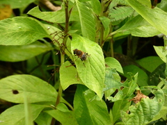 Palpada mexicana