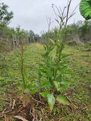 Verbesina microptera