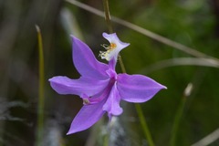 Calopogon tuberosus