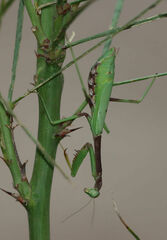 Stagmomantis resacae