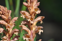 Orobanche lutea