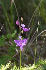 Calopogon tuberosus