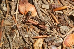 Formica paralugubris