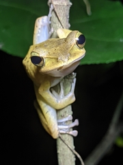 Polypedates occidentalis