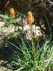 Kniphofia uvaria